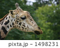 キリンです！