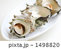 サザエ　さざえ