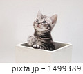 鉢に入った子猫