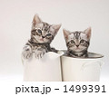 水差しに入った子猫