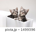 引き出しに入った子猫