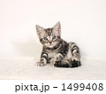 アメリカンショートヘアーの子猫