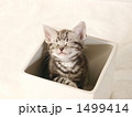鉢に入った子猫
