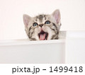 引き出しに入った子猫