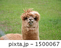 アルパカ　アップ