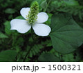 暗い林床に白い花