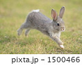 仔うた
