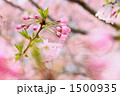 思川桜