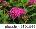 シモツケの花