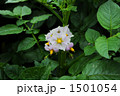 じゃがいもの花