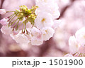 桜の花