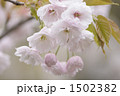 1502382