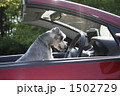 運転するミニチュアシュナウザー