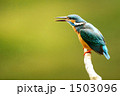 カワセミの声