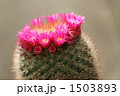サボテンの花　横