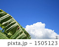 バナナの葉