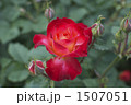 薔薇（フリュイテ）