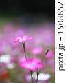 1508852
