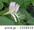２つの花が並ぶスイカズラ