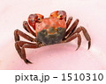 アカテガニ