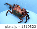 アカテガニ