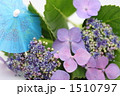 絵日傘と紫陽花