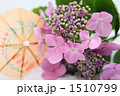 絵日傘と紫陽花