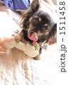 犬