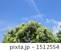 栗の木とすじ雲-12683