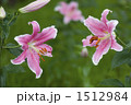 向かい合うピンクの百合