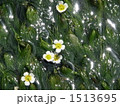 梅花藻