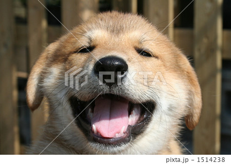 スマイル犬 スマイル犬