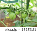 まだ若いミニトマト