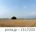 鎮守の森