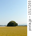 鎮守の森