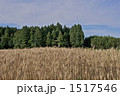 麦畑と青空