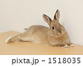 うさぎ