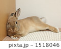 うさぎ