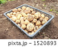 じゃがいも収穫