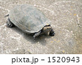 動物 亀 爬虫類