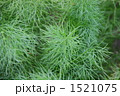 緑の藻