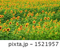 ひまわり