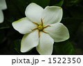 クチナシの花①