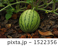 すいか