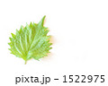 シソ