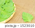 シソ