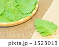 シソ