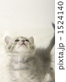 1524140