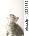 1524331