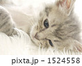 1524558